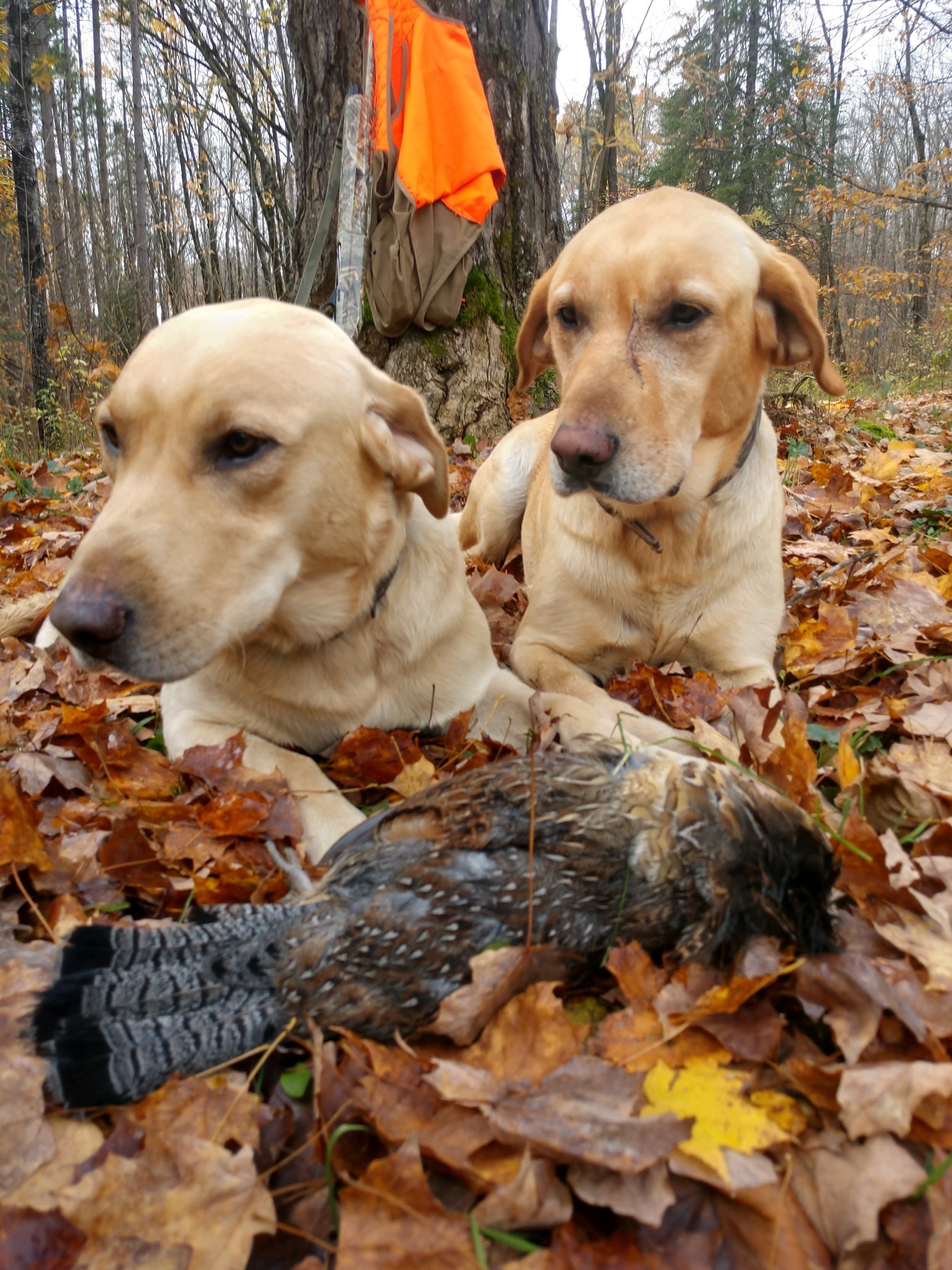 Grouse Hunting trip photo 1