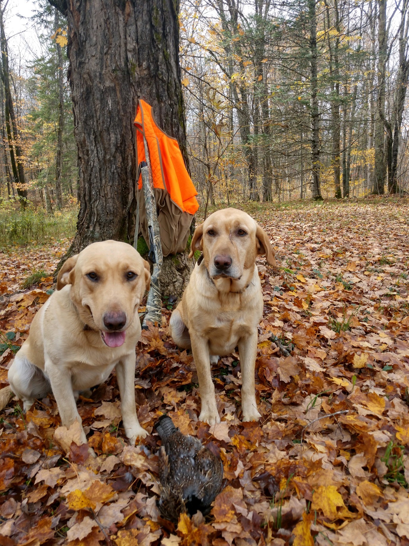 Grouse Hunting trip photo 2