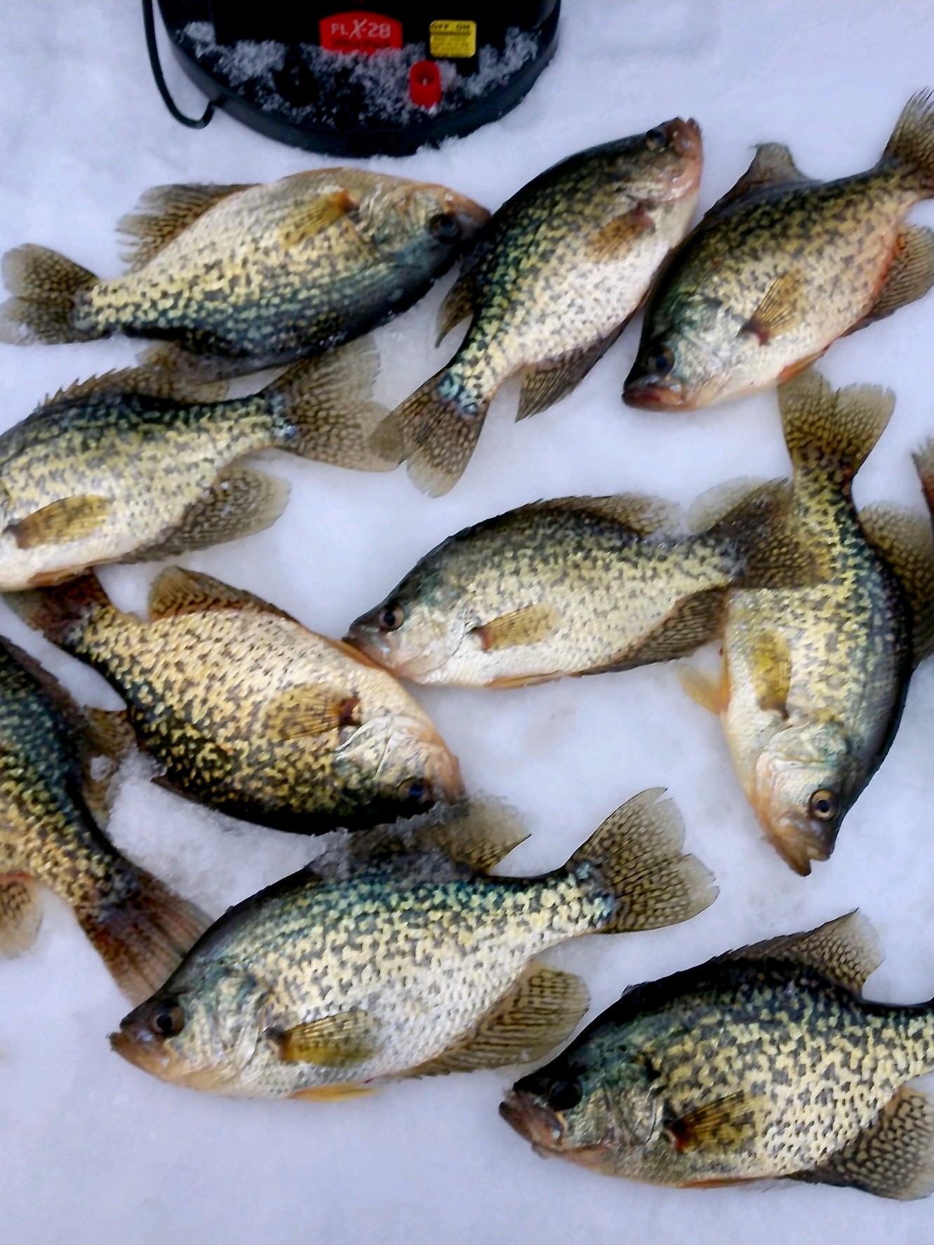 Ice Fishing trip photo 6